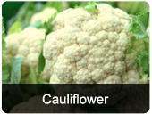 cauliflower.jpg