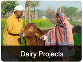 dairy-projects.jpg