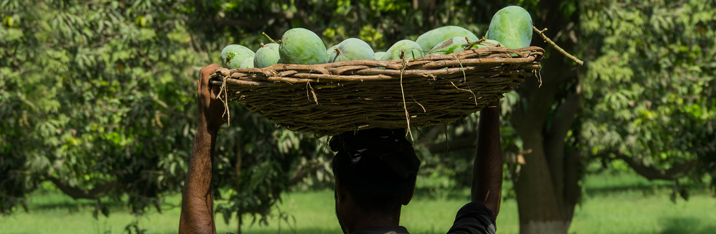 farmer carrying mango