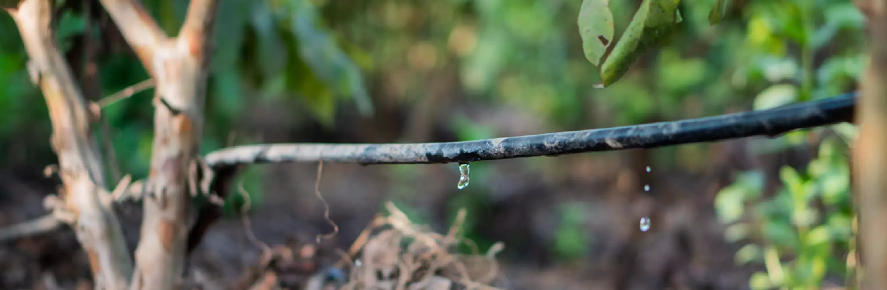 Valuing Water in an Agricultural Economy and our Contribution