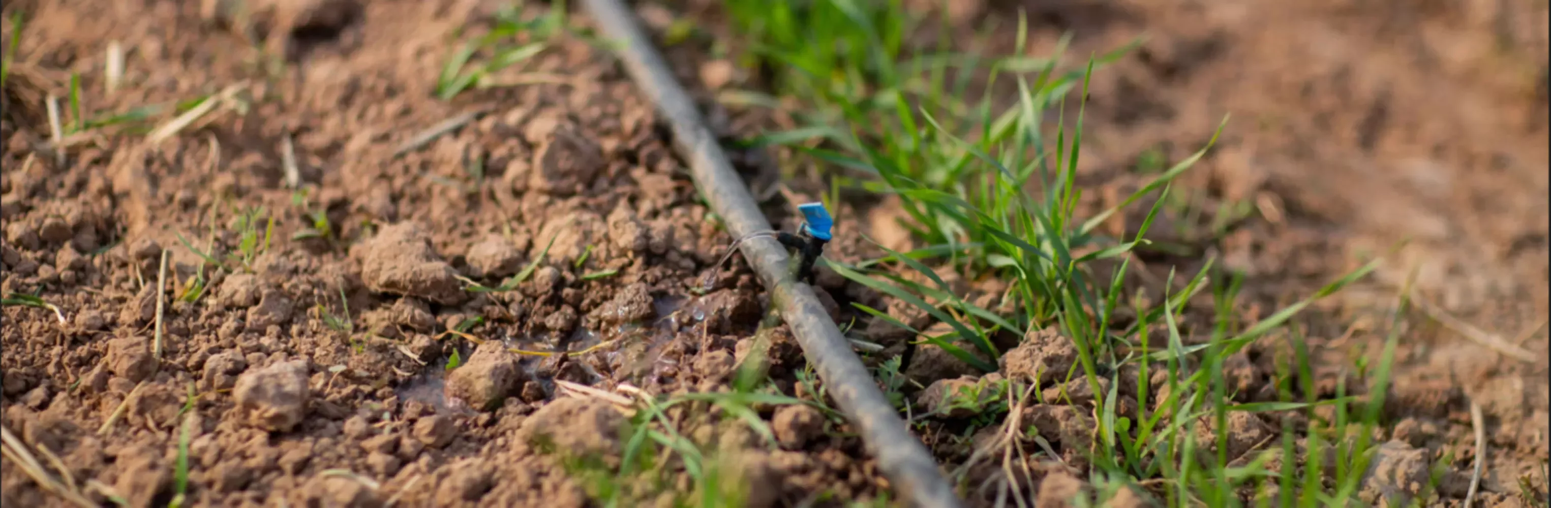 Nestlé Pakistan partnered with PARC to develop a demonstration site to raise awareness on reducing water wastage in the agriculture sector
