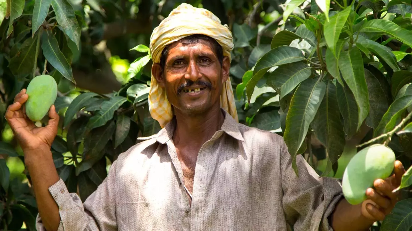 Empowering Chaunsa Mango Farmers