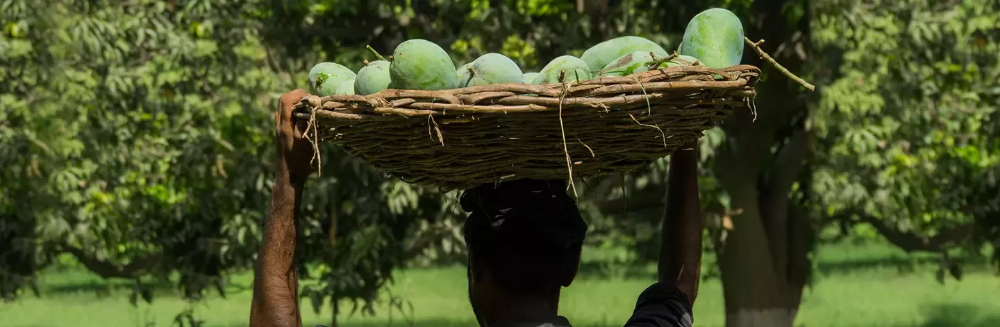 farmer carrying mango
